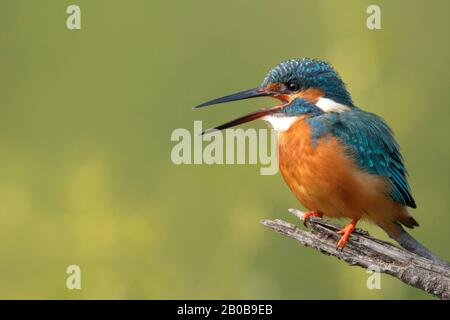Keoladeo-Nationalpark, Bharatpur, Rajasthan, Indien. Gemeinsamer Kingfisher, Alcedo atthis Stockfoto