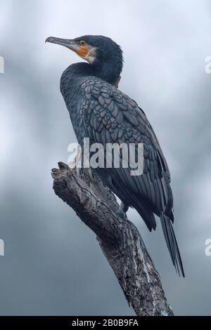 Keoladeo-Nationalpark, Bharatpur, Rajasthan, Indien. Greater Cormorant, Phalacrocorax carbo Stockfoto
