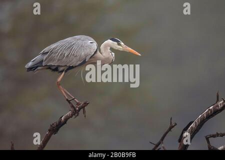 Keoladeo-Nationalpark, Bharatpur, Rajasthan, Indien. Grauer Heron, Ardea cinerea Stockfoto