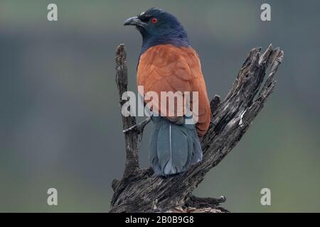 Keoladeo-Nationalpark, Bharatpur, Rajasthan, Indien. Größerer Coucal, Centropus sinensis Stockfoto