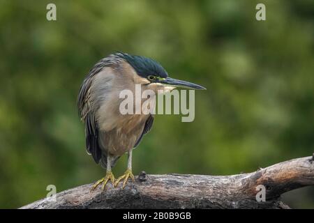 Keoladeo-Nationalpark, Bharatpur, Rajasthan, Indien. Gestreifte Heron, Butorides Striata Stockfoto