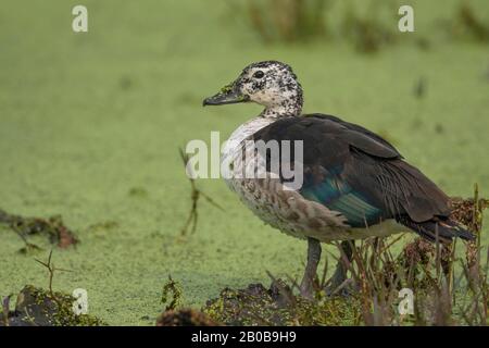 Keoladeo-Nationalpark, Bharatpur, Rajasthan, Indien. Knauf-abgerechnete Duck Female, Sarkidiornis melanotos Stockfoto