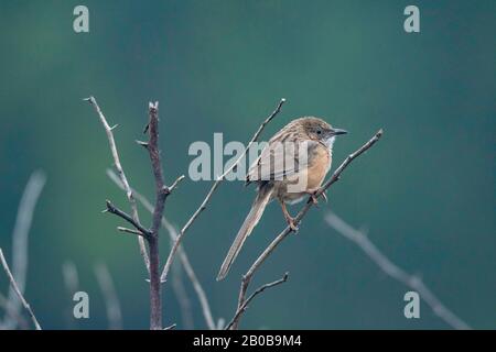 Keoladeo-Nationalpark, Bharatpur, Rajasthan, Indien. Üblicher Babbler, Turdoides warnt vor Daten Stockfoto