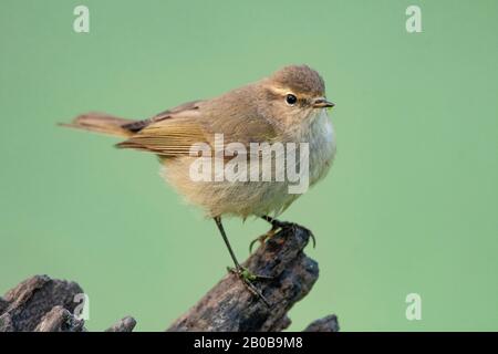 Keoladeo-Nationalpark, Bharatpur, Rajasthan, Indien. Gemeinsame Chifchaffe, Phylloscopus collybita Stockfoto