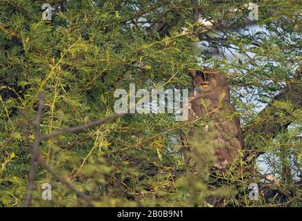 Keoladeo-Nationalpark, Bharatpur, Rajasthan, Indien. Dusky Eagle Owl, Bubo Coromandus Stockfoto