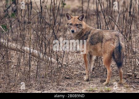 Keoladeo-Nationalpark, Bharatpur, Rajasthan, Indien. Indischer Schakal, Canis aureus indicus Stockfoto