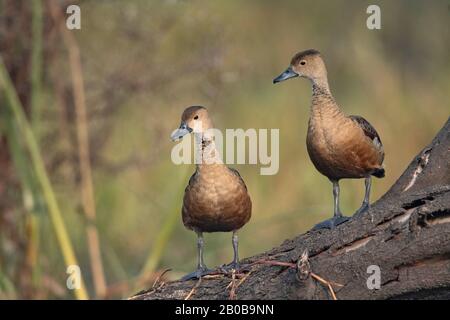 Keoladeo-Nationalpark, Bharatpur, Rajasthan, Indien. Weniger Whistling Duck, Dendrocygna javanica Stockfoto