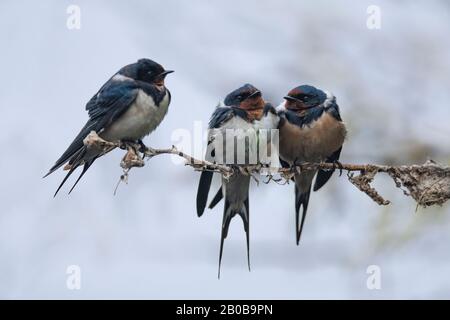 Keoladeo-Nationalpark, Bharatpur, Rajasthan, Indien. Scheune Schwalbe, Hirundo rustica Stockfoto