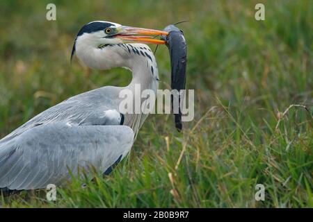 Keoladeo-Nationalpark, Bharatpur, Rajasthan, Indien. Grauer Heron, Ardea cinerea Stockfoto