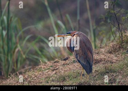 Keoladeo-Nationalpark, Bharatpur, Rajasthan, Indien. Lila Heron, Ardea purpurea Stockfoto