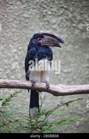 Trompeter Hornbill - Bycanistes Bucinator in Gefangenschaft. Stockfoto