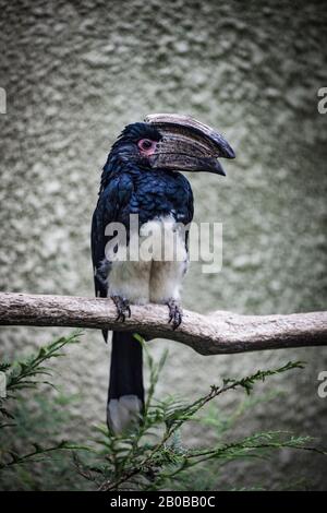 Trompeter Hornbill - Bycanistes Bucinator in Gefangenschaft. Stockfoto