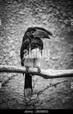 Trompeter Hornbill - Bycanistes Bucinator in Gefangenschaft. Stockfoto