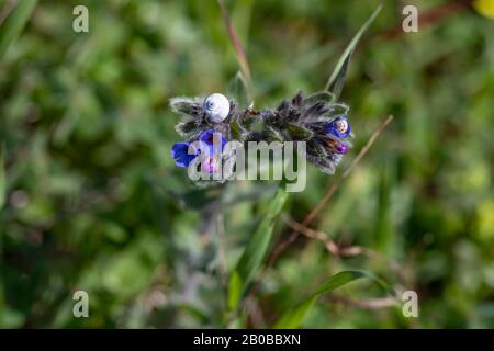 Blaue Blumen und Knospen von Lungwort Pulmonaria mit weißen Schnecken in der Nähe auf einem verschwommenen grünen Hintergrund Stockfoto