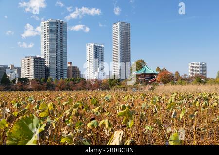 Bentendo-Tempel am Shinobazu-Teich im Ueno-Park, Tokio, Japan Stockfoto