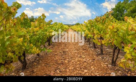 Reihen von Weinreben in einem Weinberg in der Provence, Frankreich im Frühherbst, ihre Blätter wechseln ihre Farbe. Stockfoto