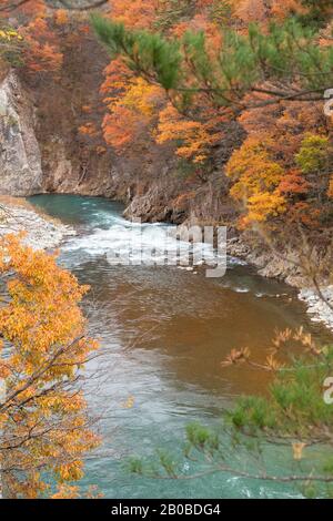 Herbstliche Bäume entlang des Sho River, Ogimachi, Shirakawa-go, Präfektur Toyama, Japan Stockfoto