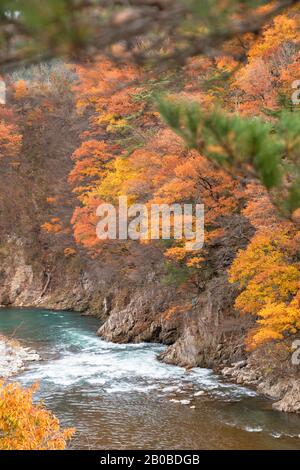 Herbstliche Bäume entlang des Sho River, Ogimachi, Shirakawa-go, Präfektur Toyama, Japan Stockfoto