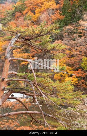 Herbstliche Bäume entlang des Sho River, Ogimachi, Shirakawa-go, Präfektur Toyama, Japan Stockfoto