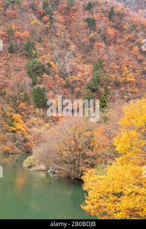 Herbstliche Farben entlang des Flusses Sho, Suganuma, Gokayama, Präfektur Toyama, Japan Stockfoto