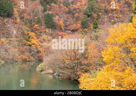 Herbstliche Farben entlang des Flusses Sho, Suganuma, Gokayama, Präfektur Toyama, Japan Stockfoto