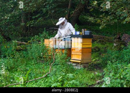 16. September 2015 IMKER in voller Schutzausrüstung, der eine Routineinspektion seiner Nesseltiere im Ennistymon County Clare Ireland durchführt Stockfoto