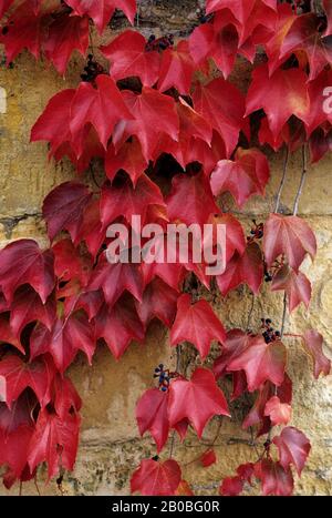 FRANKREICH, DORDOGNE-TAL, DORF TREMOLAT, DORFSZENE, BUNTE WEINBLÄTTER Stockfoto