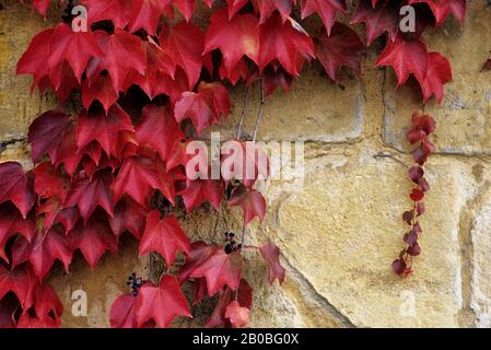 FRANKREICH, DORDOGNE-TAL, DORF TREMOLAT, DORFSZENE, BUNTE WEINBLÄTTER Stockfoto