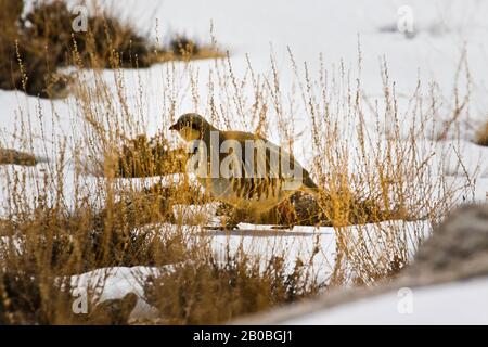 Er Chukar Rebhuhn (Alectoris Chukar) im Schnee im Rumbak Tal.Hemis Nationalpark, Ladakh, Indien Stockfoto