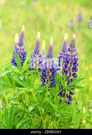 Blühende blaue und violette Lupine planen, wild unter grünem Gras und gelben Blumen zu wachsen. Selektiver Fokus. Stockfoto