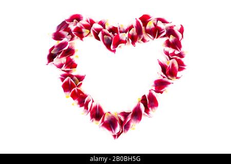 Romantisches rotes offenes Liebesherz aus Blumen, isoliert auf weißem Hintergrund. Blumenmuster. Stockfoto