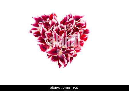 Volles Herz aus roten Rosen-Tulpenblättern isoliert auf weißem Hintergrund. Valentinstag Thema. Stockfoto