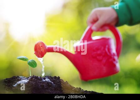 Wasser Tropfen fallen auf Neuen an einem sonnigen Tag im Garten sprießen im Sommer Stockfoto