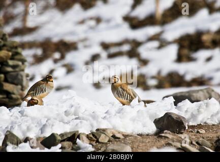 Der Chukarpartridge (Alectoris Chukar) im Schnee im Rumbak-Tal.Hemis-Nationalpark, Ladakh, Indien Stockfoto