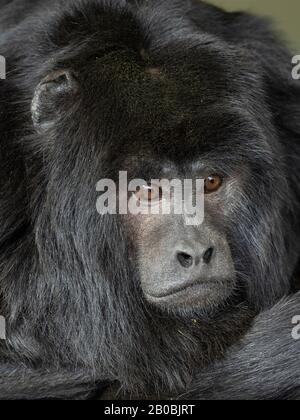 Schwarzer brüllaffe Alouatta caraya auch als schwarz-gold Brüllaffen Captive Porträt Mann bekannt Stockfoto