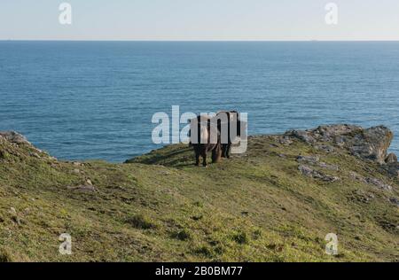 Shetland-Ponys Weideten auf Küstengrünland auf dem Sounth West Coast Path Zwischen dem Lizard Point und Coverack im ländlichen Cornwall, England, Großbritannien Stockfoto