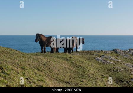 Shetland-Ponys Weideten auf Küstengrünland auf dem Sounth West Coast Path Zwischen dem Lizard Point und Coverack im ländlichen Cornwall, England, Großbritannien Stockfoto