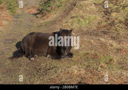 Shetland Pony Liegt auf einer Moorlandstrecke auf dem South West Coast Path im ländlichen Cornwall, England, Großbritannien Stockfoto