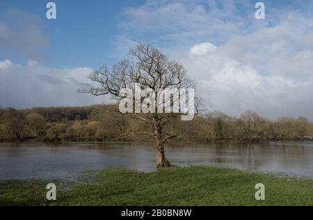 Eiche, Umgeben von Hochwasserwasser aus dem Fluss Taw in der Nähe von Barnstaple im ländlichen Devon, England, Großbritannien Stockfoto