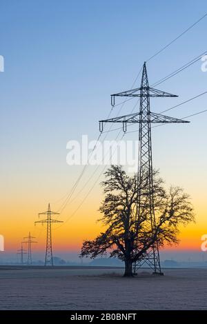 Oberleitungen, Hochspannungspylone mit englischer Eiche (Quercus robur) am Morgen, Schwäbische Alb, Baden-Württemberg, Deutschland Stockfoto