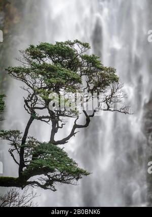 Ein Baum vor dem Wasserfall, Devils Punchbowl Falls, Arthur's Pass, Canterbury Region, Southland, Neuseeland Stockfoto