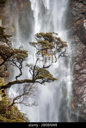 Ein Baum vor dem Wasserfall, Devils Punchbowl Falls, Arthur's Pass, Canterbury Region, Southland, Neuseeland Stockfoto