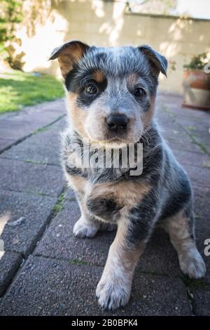 Sechs Wochen alter australischer Rinderhund Welpe. Stockfoto