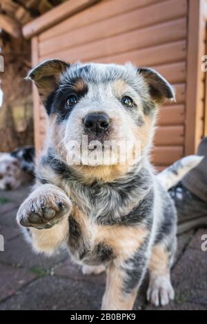 Sechs Wochen alter australischer Rinderhund Welpe. Stockfoto