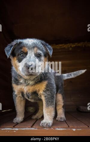 Sechs Wochen alter australischer Rinderhund Welpe. Stockfoto