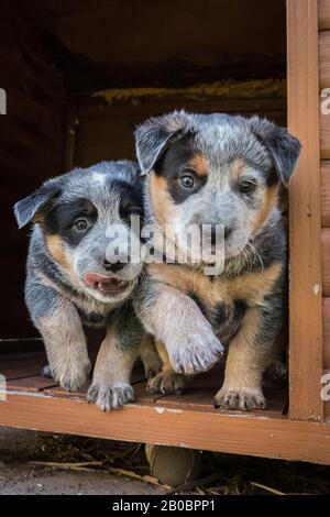 Sechs Wochen alte australische Hunde Welpen. Stockfoto