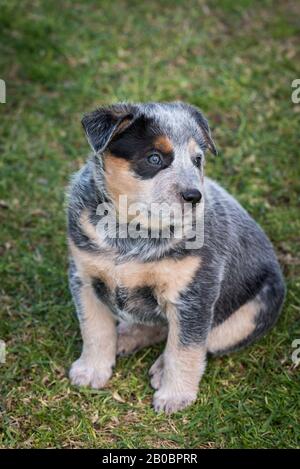 Sechs Wochen alter australischer Rinderhund Welpe. Stockfoto