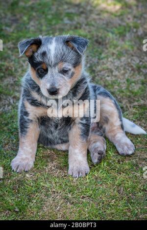 Sechs Wochen alter australischer Rinderhund Welpe. Stockfoto