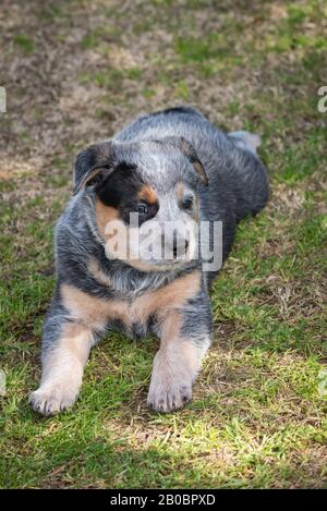 Sechs Wochen alter australischer Rinderhund Welpe. Stockfoto