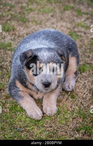 Sechs Wochen alter australischer Rinderhund Welpe. Stockfoto